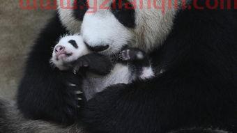 熊猫视频（熊猫视频传媒） 第1张